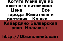 Котята Мейн-кун из элитного питомника › Цена ­ 20 000 - Все города Животные и растения » Кошки   . Кабардино-Балкарская респ.,Нальчик г.